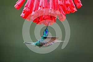 Hummingbird - Green violet-ear