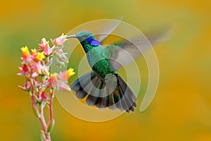 Hummingbird Green Violet-ear, Colibri thalassinus, fling next to beautiful ping orange yellow flower in natural habitat, bird from photo