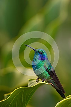 Hummingbird Green Violet-ear (Colibri thalassinus) with green flower in natural habitat, Savegre, Costa Rica