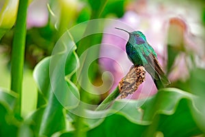 Hummingbird Green Violet-ear, Colibri thalassinus, with green and ping flowers in natural habitat, bird from mountain tropical for photo