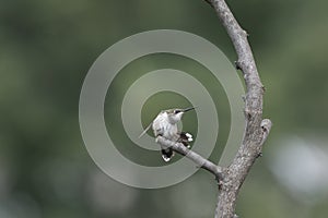 Hummingbird Having a Morning Stretch