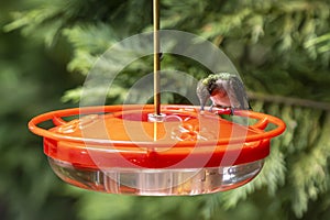 Hummingbird having a sip.