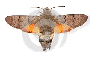 Hummingbird Hawk-moth photo