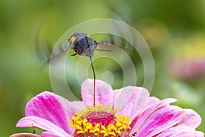 Hummingbird hawk moth