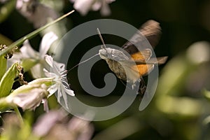 Hummingbird Hawk-moth