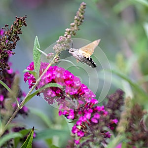Colibrí halcón menor mariposa . colibrí es un mariposa 