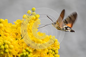 Hummingbird Hawk-moth collecting from Mahonia flowers.