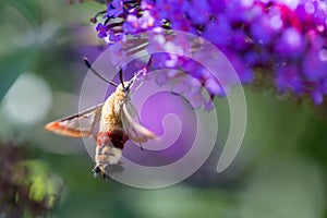 A hummingbird hawk-moth on a flower from the side