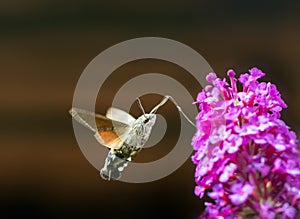 Hummingbird hawk-moth flying to a budleia flower photo