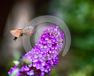 Hummingbird hawk-moth flying to a budleia flower photo