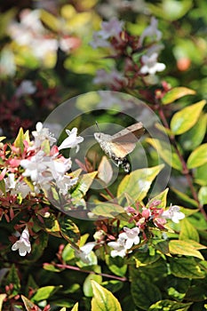 Hummingbird hawk-moth foraging white flowers