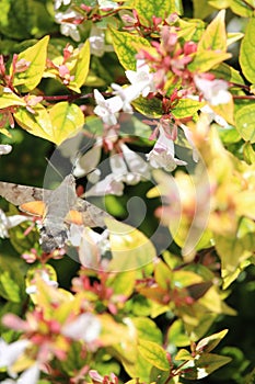Hummingbird hawk-moth foraging white flowers photo