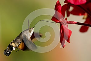 Hummingbird Hawk-moth geranium nectar photo