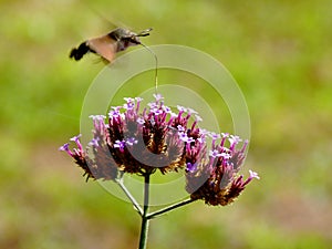 Hummingbird hawk-moth hovering over purple fall flower