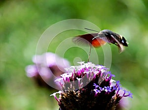 Hummingbird hawk-moth hovering over purple fall flower
