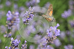Hummingbird hawk-moth