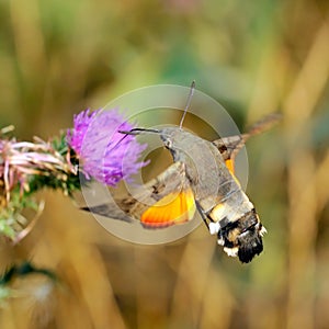 Hummingbird hawk-moth (Macr