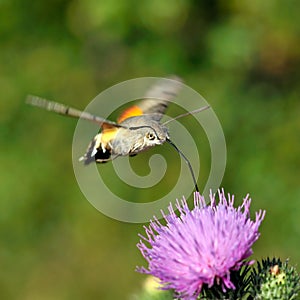 Hummingbird hawk-moth (Macr