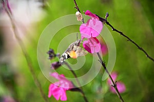 Hummingbird Hawk Moth Macroglossum stellatarum