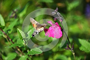 Hummingbird Hawk Moth Macroglossum stellatarum