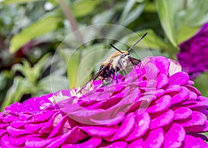 Hummingbird hawk-moth,Macroglossum stellatarum