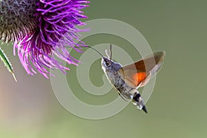 N hummingbird hawk-moth Macroglossum stellatarum feeding nectar