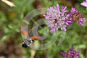 Hummingbird hawk-moth (Macroglossum stellatarum)