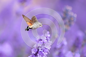 The hummingbird hawk-moth Macroglossum stellatarum