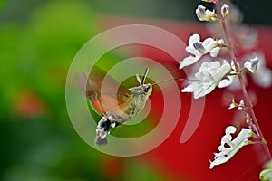 Hummingbird hawk-moth Nectaring on Swedish ivy photo
