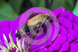 Hummingbird hawk-moth,Macroglossum stellatarum