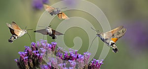 Hummingbird Hawk Moth Macroglossum stellatarum sucking nectar from flower