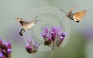 Hummingbird Hawk Moth Macroglossum stellatarum sucking nectar from flower