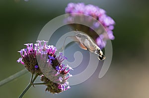Hummingbird Hawk Moth Macroglossum stellatarum sucking nectar from flower