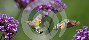 Hummingbird Hawk Moth Macroglossum stellatarum sucking nectar from flower