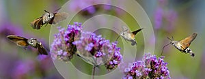 Hummingbird Hawk Moth Macroglossum stellatarum sucking nectar from flower