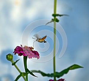 Hummingbird hawk-moth nectaring among the flowers of zinnia