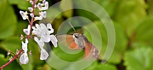 Hummingbird hawk-moth Nectaring on Swedish ivy photo