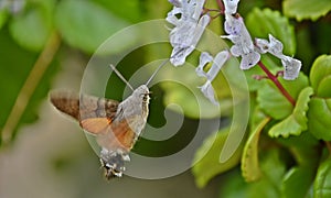 Hummingbird hawk-moth Nectaring on Swedish ivy photo