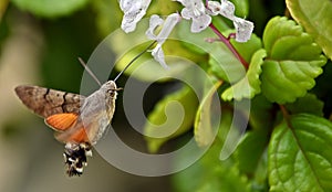 Hummingbird hawk-moth Nectaring on Swedish ivy photo