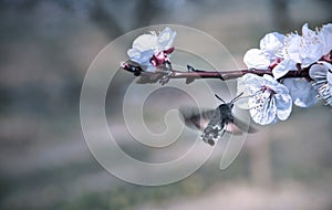 Hummingmoth pollinate a flower photo