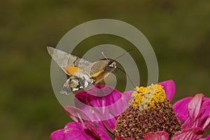 Hummingbird Hawkmoth