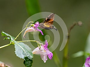 Hummingbird hawkmoth feeds from flowers along a river in Yamato, Kanagawa, Japan