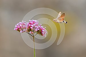 The hummingbird hawkmoth flying around a flower