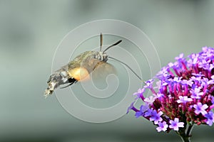 Hummingbird Hawkmoth photo