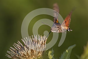 Hummingbird hawkmoth (Macroglossum stellatarum)