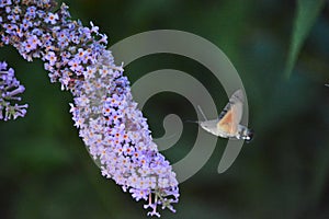 hummingbird hawkmoth (Macroglossum stellatarum)