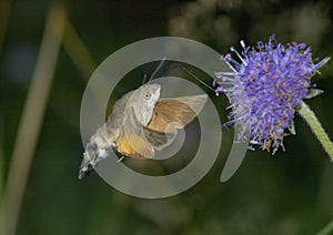 Hummingbird Hawkmoth