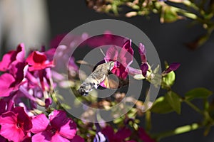 Hummingbird hawkmoth (Macroglossum stellatarum) - pink flowering Phlox