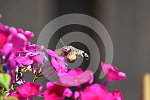 Hummingbird hawkmoth (Macroglossum stellatarum) - pink flowering Phlox