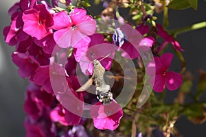 Hummingbird hawkmoth (Macroglossum stellatarum) - pink flowering Phlox